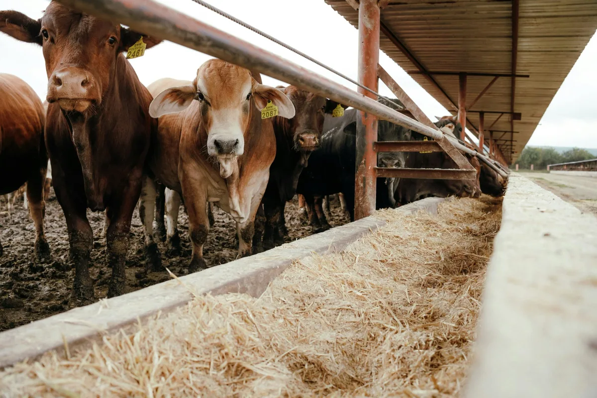Agricultural context from Symbrosia's SeaGraze publication